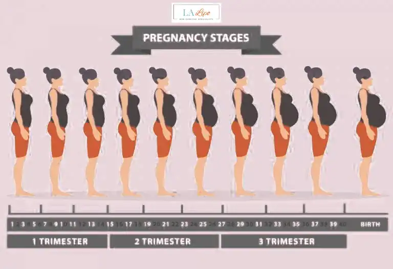 First Trimester (Weeks 1–12): Early Changes You Might Not Notice Barking